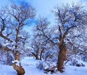 乌苏市古尔图胡杨林的冬日银装，藏着别样雄浑诗意