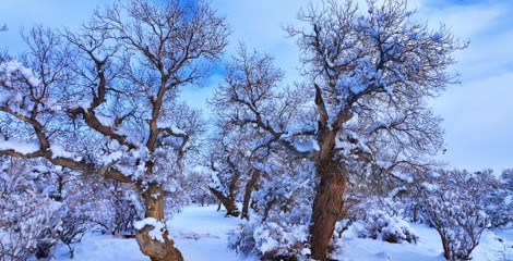 乌苏市古尔图胡杨林的冬日银装，藏着别样雄浑诗意